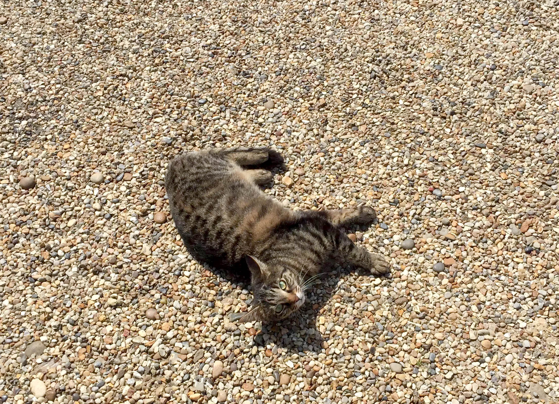 Poppy Sunbathing Home Essex Sunshine Cat