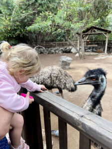 Feeding the emus at Palmitos Park