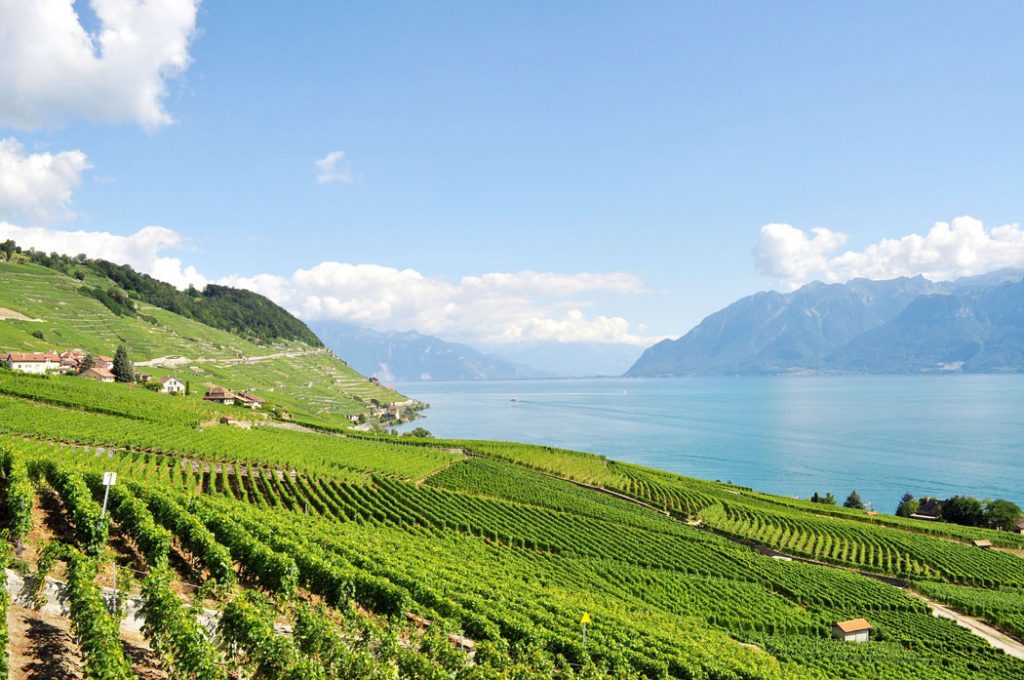 Les Caves Ouvertes de Vaud (The Open Cellars of Vaud) Wine Tasting in Lausanne Switzerland by Emma Eats & Explores