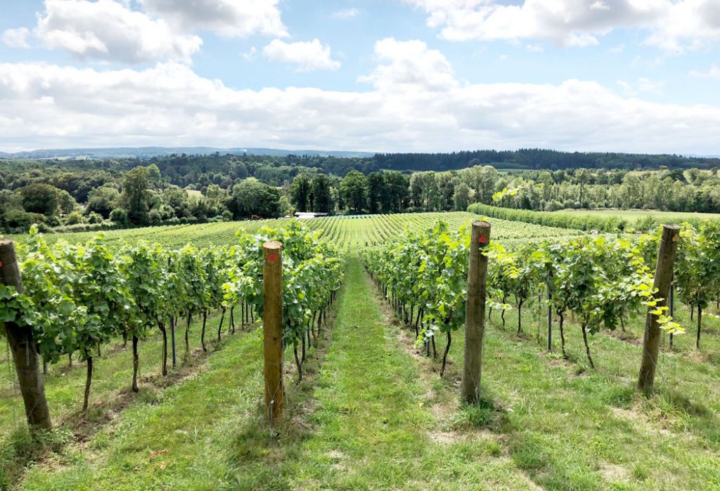 English Sparkling Wine Tasting at Albury Vineyard by Emma Eats & Explores