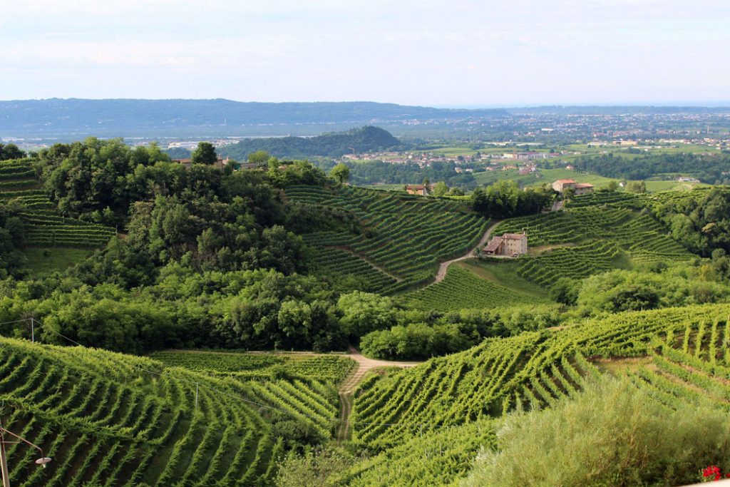Vineyards in Veneto, Italy