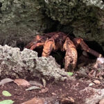 Coconut Crab, Chumbe Island, Zanzibar