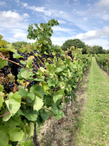 Vines at Bolney Wine Estate