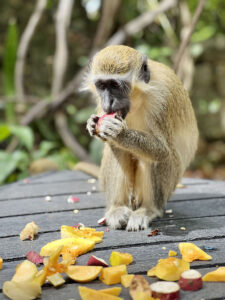 Monkey eating fruit in Barbados