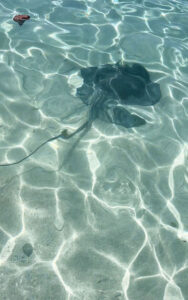 Stingrays at Mullins Beach Barbados