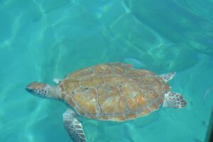 Turtle swimming in the sea in Barbados