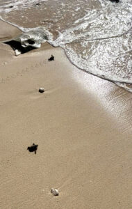 Baby turtles heading for the sea in Barbados
